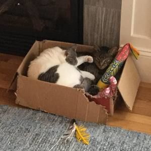 Meet your Posher, Kevin